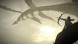 Shadow of the Colossus. В тени колосса [PS4, русская версия] в Комсомольске-на-Амуре